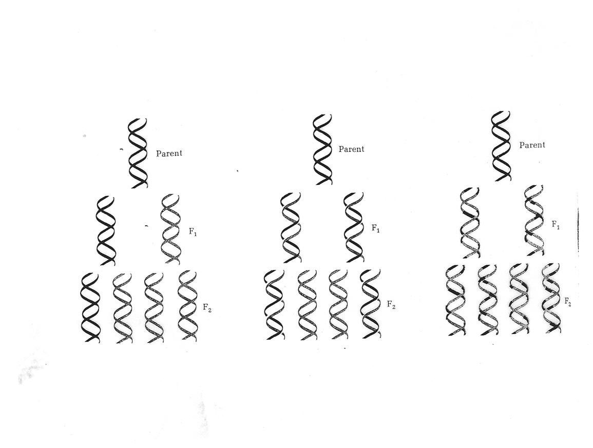 Possible mechanisms for DNA replication