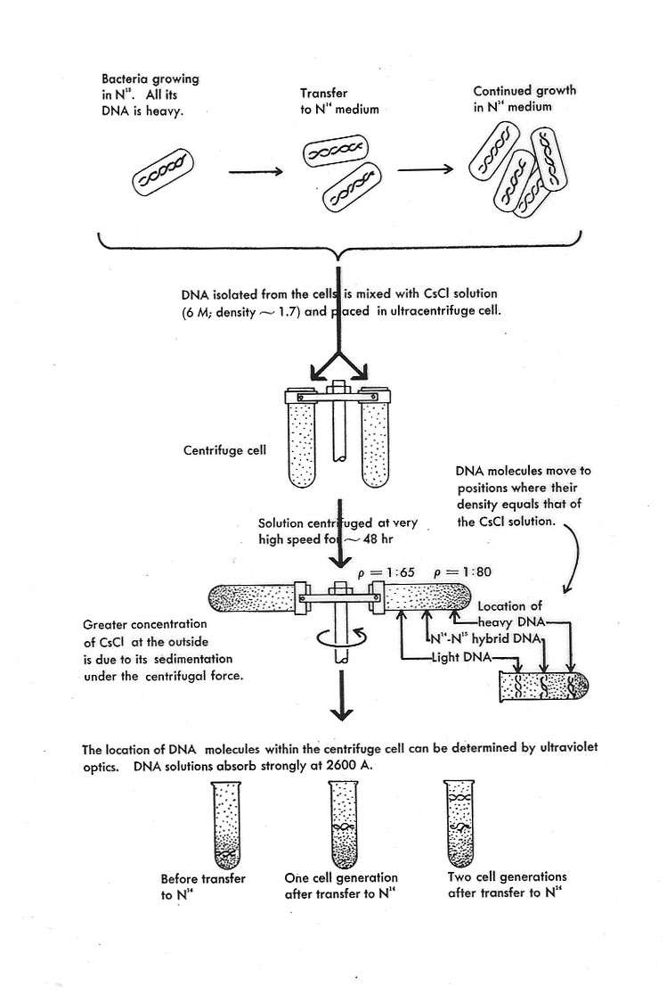 Meselson-Stahl schematic